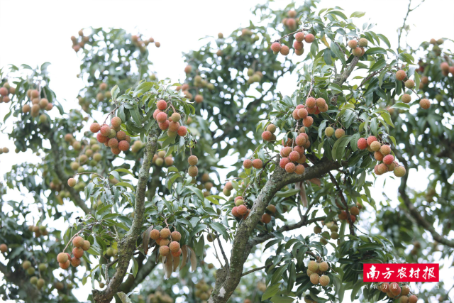 又是一年荔红时