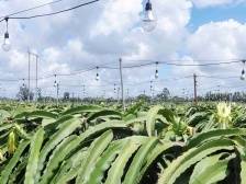 振文镇从多方面下功夫，打造“一江两岸”的吴川“后花园”