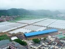 镇委书记打擂台｜肇庆永丰镇：农文旅融合，打造蓝莓特色小镇