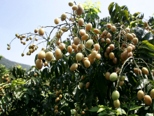 第一书记带领村民创业忙：“今年，没有一粒黄皮会浪费！”