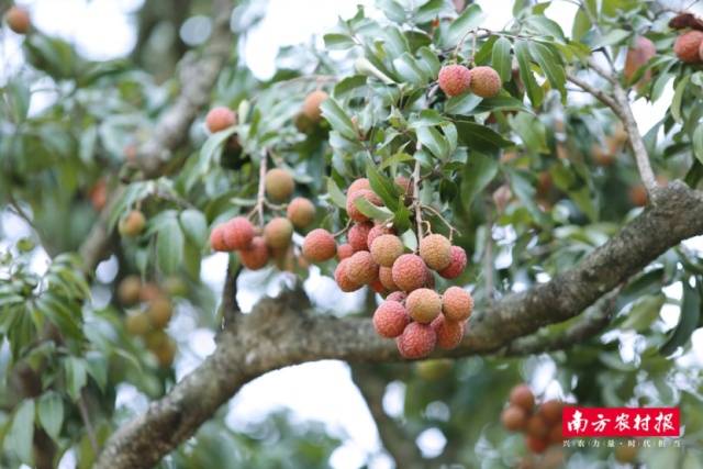 盛夏将至，蝉鸣荔熟。