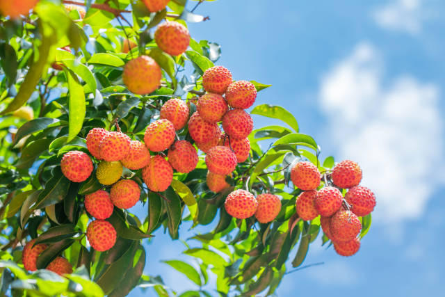 2022年6月，盛夏時(shí)節(jié),，從化荔博園荔枝種植基地內(nèi)的荔枝掛滿枝頭,。譚家富 攝