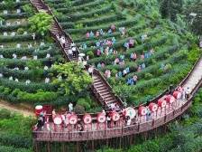 河源紫金首届中国蝉茶开采节启幕，“紫金蝉茶”品牌价值超35亿