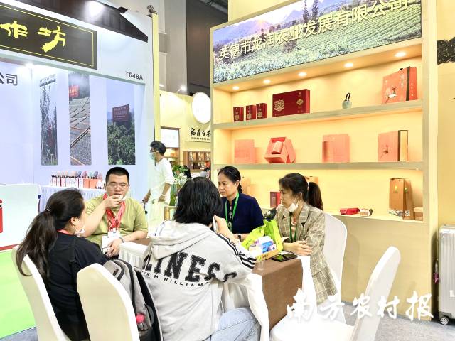 龍潤農(nóng)業(yè)負責人梁哲沖泡金毫茶招待客商,。 王俊濤 攝