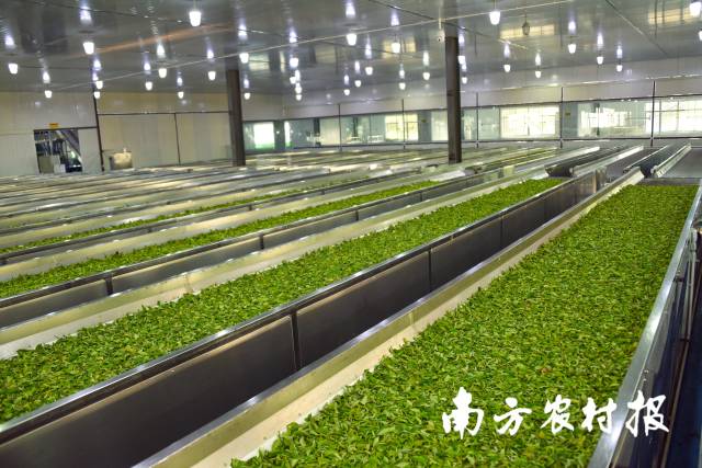 龍潤農(nóng)業(yè)的茶葉萎凋車間。受訪者提供