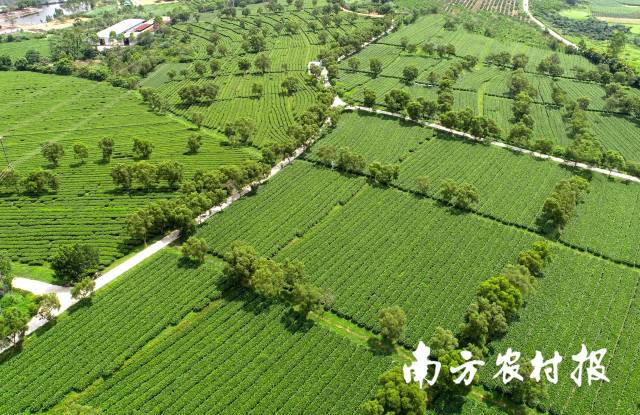 龍潤農(nóng)業(yè)的茶園