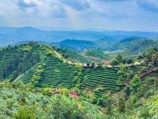 外眼观河｜紫金蝉茶何以“出圈”？