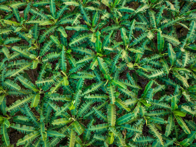 苹果蕉种植基地