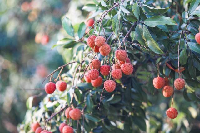 茂名荔枝已到了集中上市季节。谭家富 摄