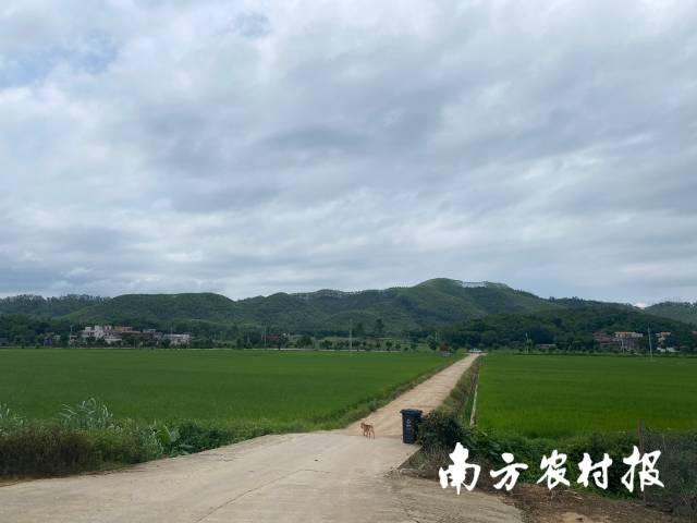 距公司200米的路两侧，有两块象竹香丝苗繁种田