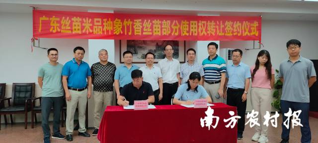 德天农业获得“象竹香丝苗”品种部分使用权