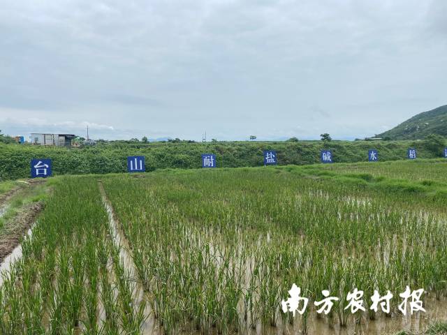 台山耐盐碱水稻试验基地