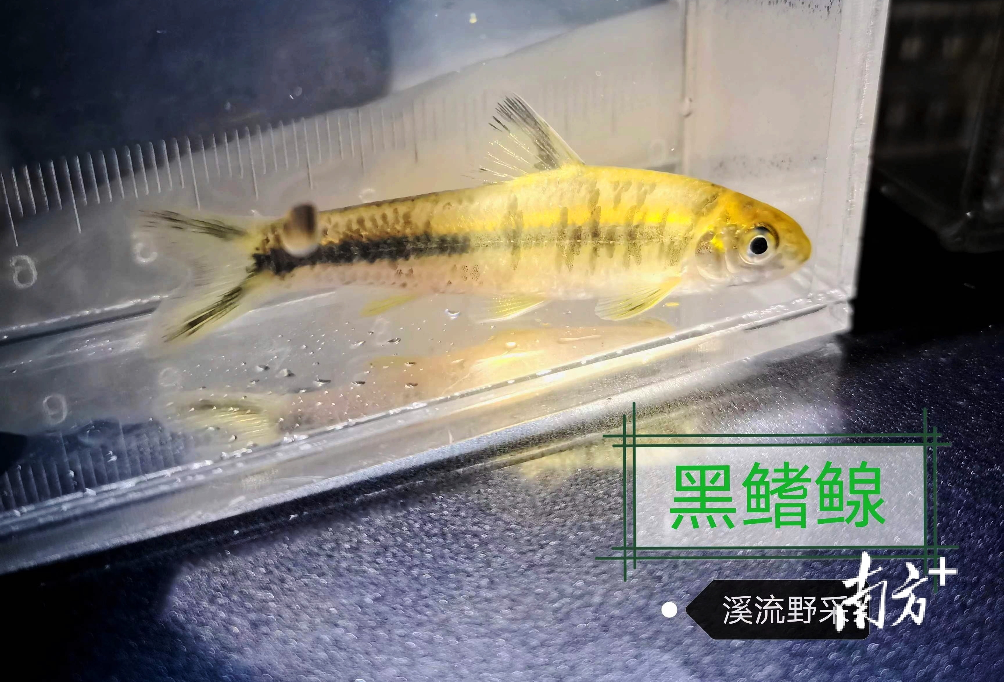    南方+ 林捷勇 拍摄
