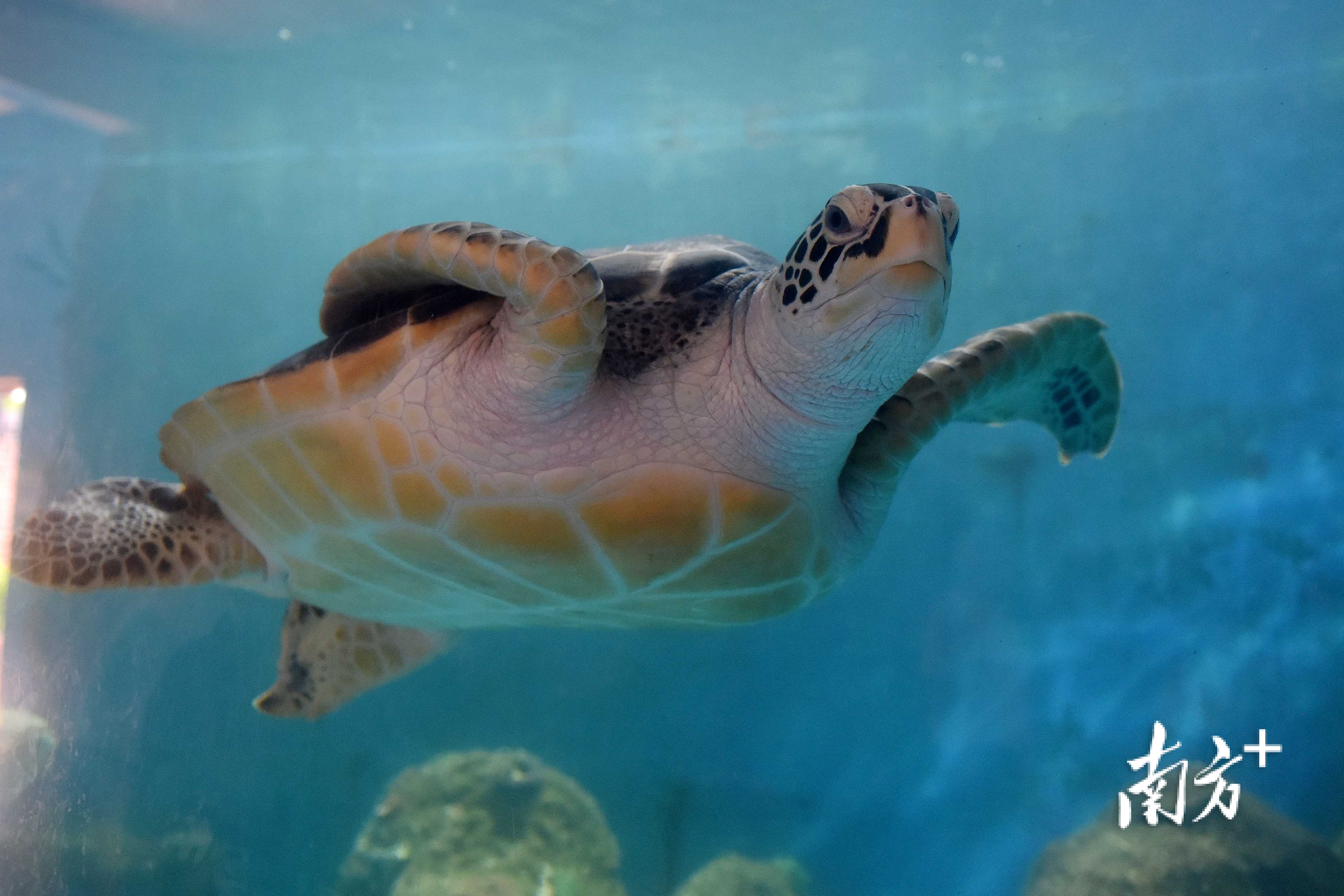 世界海龟日｜一只惠东海龟的自述_南方plus_南方+, image size:3965x2643