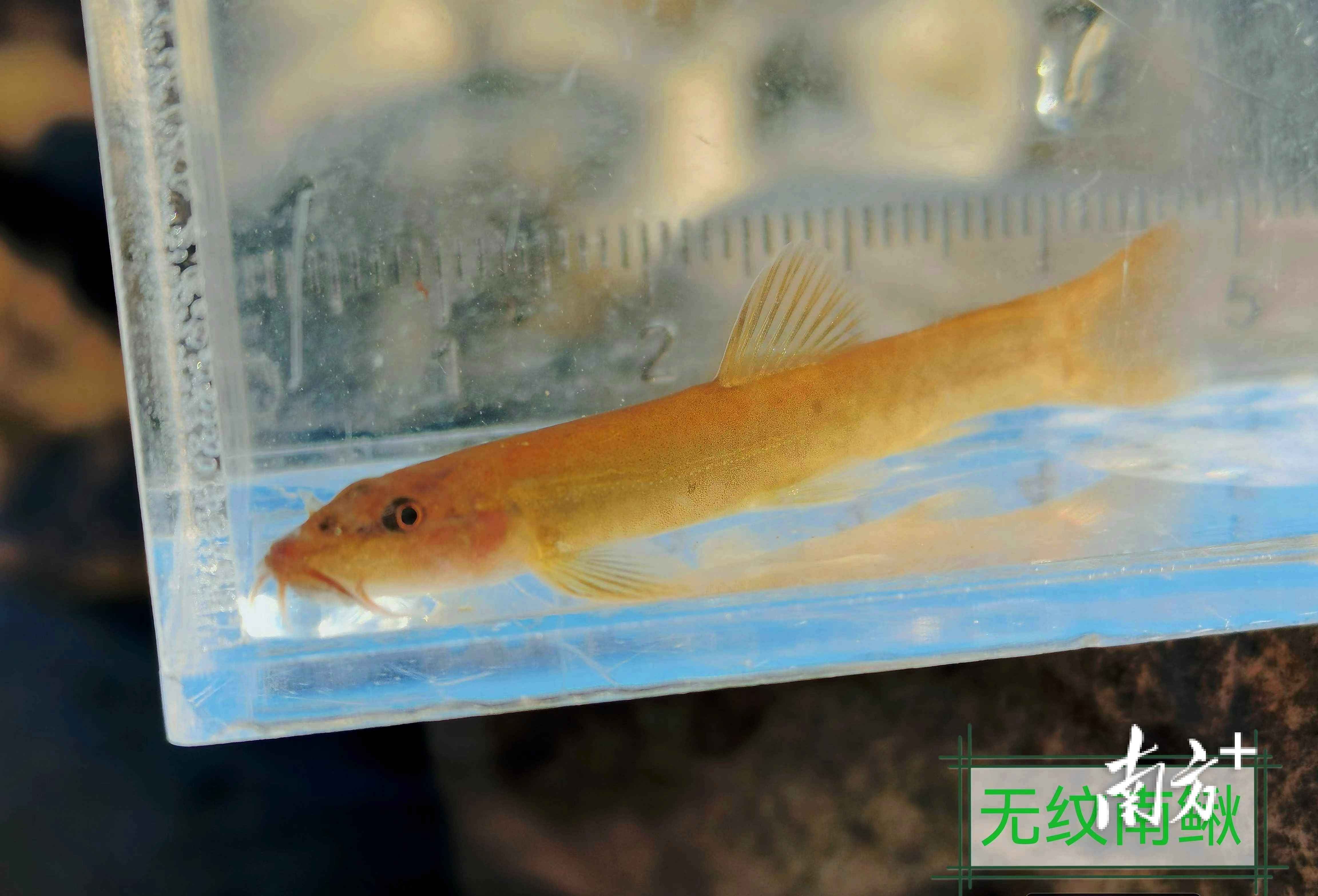    南方+ 林捷勇 拍摄