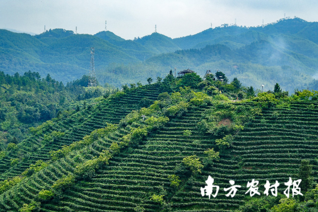 茶山初夏新綠