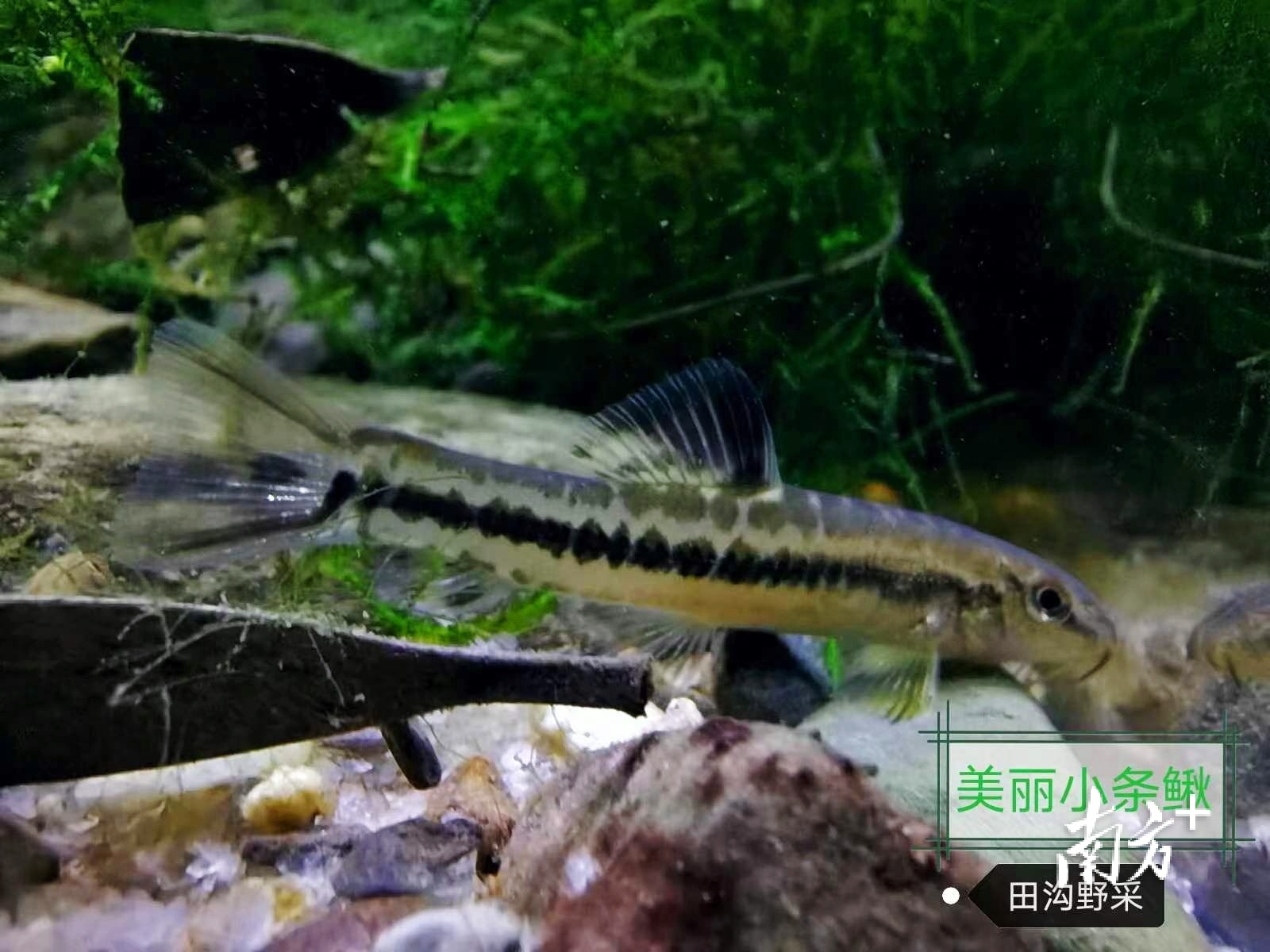    南方+ 林捷勇 拍摄