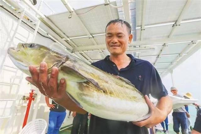 海上平臺養(yǎng)殖收獲的軍曹魚,，效益顯著