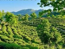 东源仙湖茶乡旅游精品线路入选全国榜单