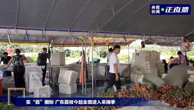 广东荔枝进入大规模采摘期