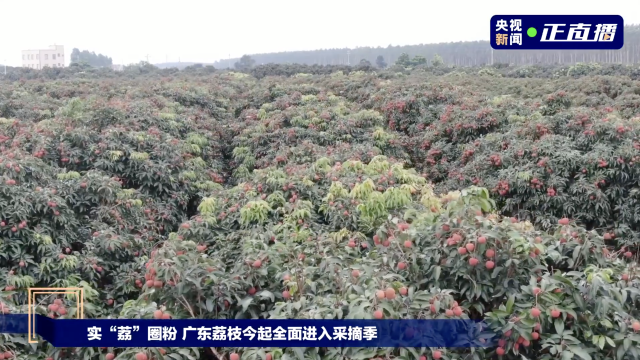 乌塘湛川荔枝红满枝头