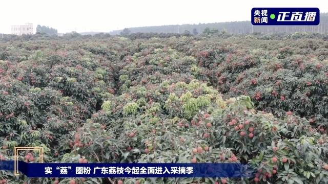 乌塘湛川荔枝红满枝头