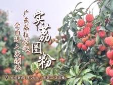 实“荔”圈粉，广东荔枝今起全面进入采摘季