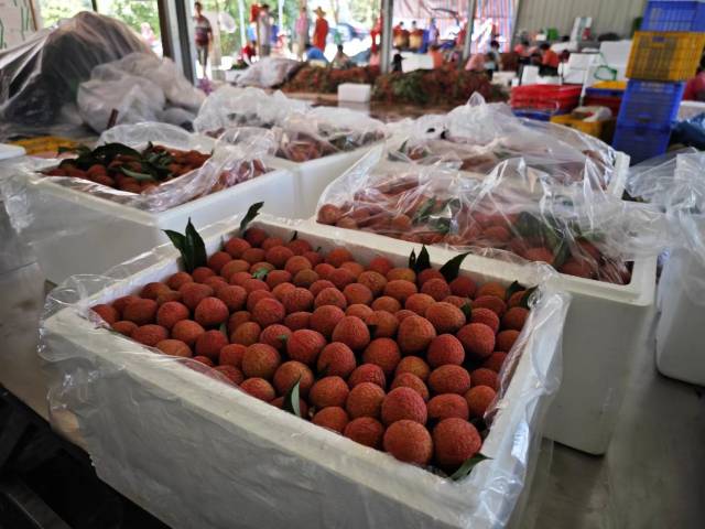 茂名高州平山镇泮水塘收购点分装好的荔枝。