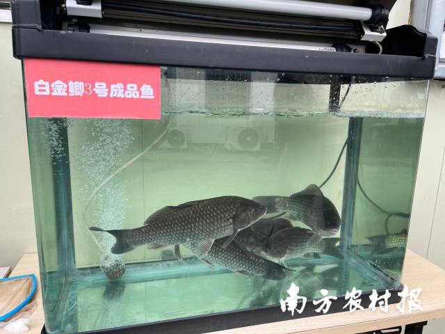 “白金鲫3号”成品鱼