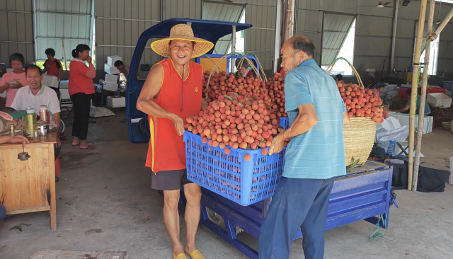 欧超伟把荔枝送到采摘点。