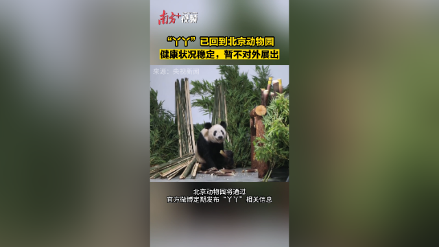 大熊猫“丫丫”已回到北京动物园大熊猫馆,目前健康状况稳定,暂不对外展出