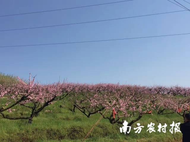 沙子坳村黄桃基地