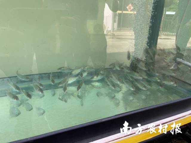 “白金鲫3号”朝苗