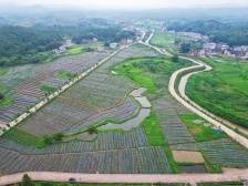 发力“百千万”，梅西很拼|竞跑百千万·梅县镇能量①