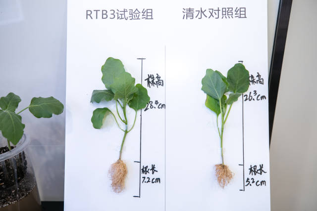 使用聚根宝产品后的作物根系生长效果（试验对照图）