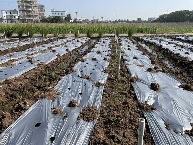 多数作物适宜在中性土壤环境中生长