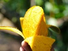 雷州小城种出的“水果中的爱马仕”靠什么持续“出圈”？