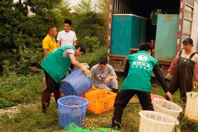 美團買菜在肇慶市高要區(qū)羅氏蝦基地直采,。攝影/王一強