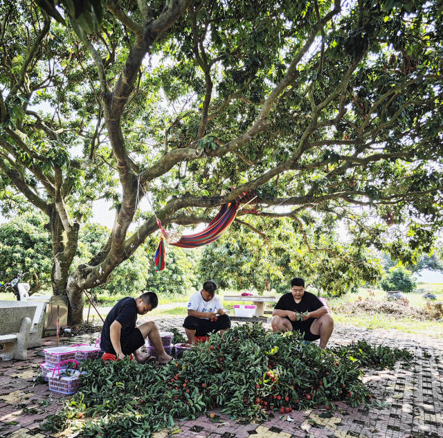 柏桥村的村民在树下分选荔枝。