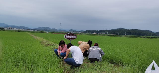 技术团队在稻田监测虫害情况