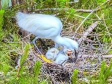 白鹇“漫步”、红嘴相思鸟“高歌”……蕉岭这里成了野生动物乐园