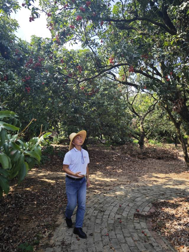 黄董在柏桥村果园选果。