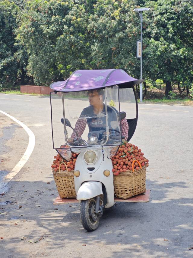柏桥村的村民把荔枝送到收购点。