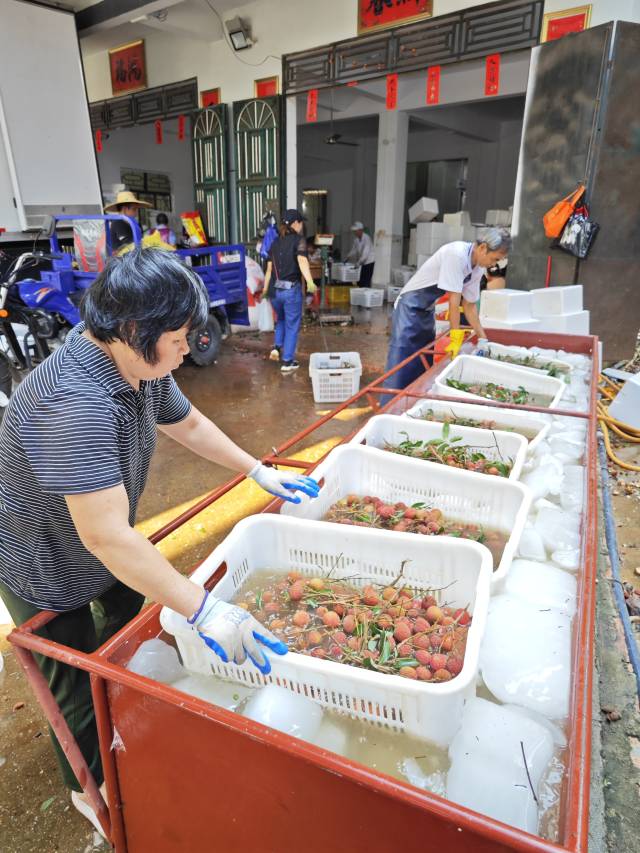 在何容伟的合作社收购点，荔枝运到后先进行降温，随后冷链运输至全国各地。