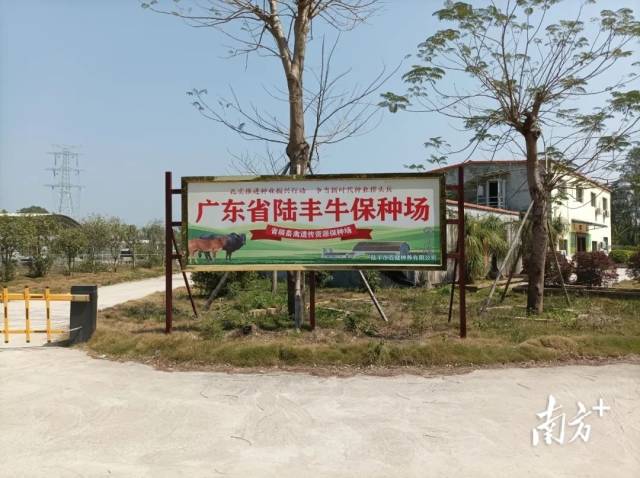 陆丰黄牛保种场