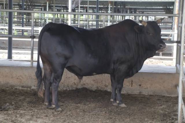 提纯复壮后的优质种公牛