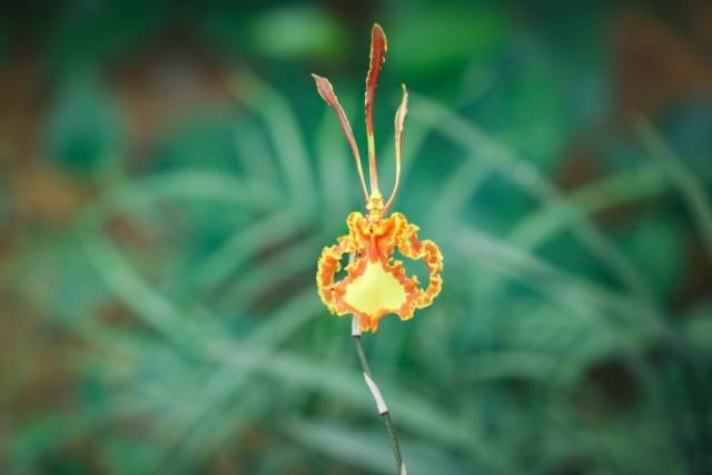 “齐天大圣”父兰。