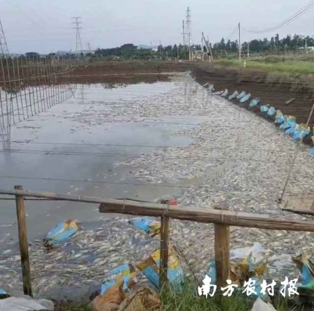 珠海市斗门区莲洲镇高温受灾农户的鱼塘