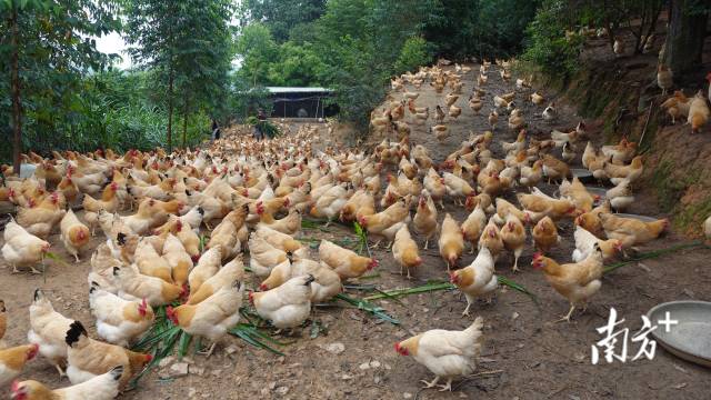 杏花鸡又名“状元鸡”。