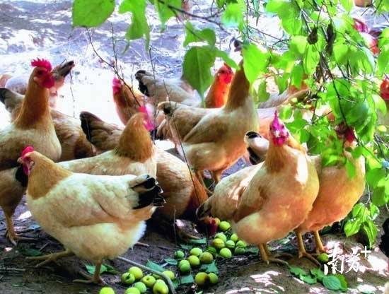 封开杏花鸡